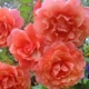 Саженцы Яскрава Роза плетистая Розовый жемчуг (Pink Pearls) (17465) - изображение 2