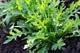 Семена Индау Эруковидная (руккола), 0,3 г (Семена Украины) - изображение 4