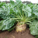 Семена Свекла корм. Центаур Поли, 20 г (GL Seeds) - изображение 4