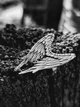 Серебряное кольцо Крылья (3836) 18.5 - изображение 5