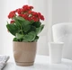 Горшок для цветов FormPlastic Toscana Krugla-11 0,8 л латте (0740-002) - изображение 2