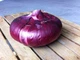 Семена Лук репчатый Ялтинский, 1 г (GL Seeds) - изображение 2
