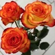 Алмазная мозаика ColorArt 20х20 Букет роз DD1206 - изображение 1