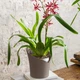 Вазон Lechuza Orchidea 20 серый 1 л - изображение 3