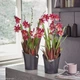 Вазон Lechuza Orchidea 20 серый 1 л - изображение 4
