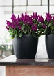 Вазон Lechuza Classico Color 21 серый 5 л - изображение 5