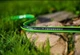 Шланг садовый Cellfast Green Ats 1/2" 25м (15-100) - изображение 2