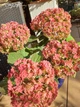Гортензия крупнолистная 'You and Me Together Rose'®. Контейнер 2л - изображение 2