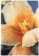 Записна книжка Axent Flora А4 клітинка 192 аркуші Жовта (8423-27-A) - зображення 1
