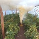 Сірчана шашка «Клімат» від воскової молі - зображення 4