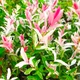 Саженцы Яскрава Ива цельнолистная Flamingo контейнер 0.5 л (54195) - изображение 2