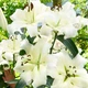 Луковицы Яскрава Лилия гигант Pretty Woman (29194) (1шт) - изображение 2
