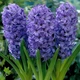 Луковицы Яскрава Гиацинт горшечный Delft Blue (31131) (2шт) - изображение 1