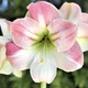 Луковицы Яскрава Гиппеаструм Apple Blossom (58531) (1шт) - изображение 1