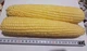Насіння Кукурудза Сокусу F1, 20 г (GL Seeds) - зображення 3