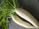 Семена Дайкон Дракон, 3 г (GL Seeds) - изображение 3