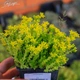 Очиток едкий. Контейнер 0,5 л - изображение 3