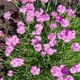 Гвоздика серовато-голубая 'Pink Jewel'. Контейнер 2 л - изображение 4