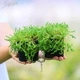 Очиток едкий Aureum. Контейнер 0,5л - изображение 3