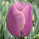 Цибулини Яскрава Тюльпан Тріумф Holland Beauty (31033) (3шт) - зображення 1
