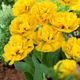 Луковицы Яскрава Тюльпан Махровый Yellow Pomponette (41228) (3шт) - изображение 2