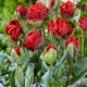 Луковицы Яскрава Тюльпан Попугайный Rococo Double (41221) (3шт) - изображение 2