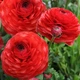 Цибулини Яскрава Лютики Red (29758) (5шт) - зображення 2