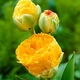 Цибулини Яскрава Тюльпан Махровий + Багатоквітковий Double Beauty of Apeldoorn (30991) (3шт) - зображення 2