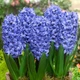 Луковицы Яскрава Гиацинт горшечный Delft Blue (31131) (2шт) - изображение 2