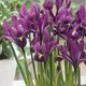 Цибулини Яскрава Ірис Reticulata J.S. Dijt (31097) (3шт) - зображення 1