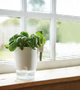 Вазон Elho Brussels Herbs All-in-One Білий (274696) - зображення 6
