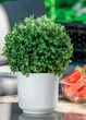 Горшок для цветов Form-Plastic Сатина Еко-20 платина (4383-040) - изображение 2