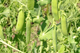 Семена Горох Овощное чудо, 10 г (GL Seeds) - изображение 4