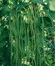 Насіння Вігна Шарлотта, 10 шт (GL Seeds) - зображення 3