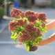 Очиток гибридный 'Herbstfreude'. Контейнер 2 л - изображение 7