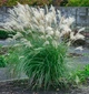 Мискантус китайский 'Yakushima Dwarf'. Контейнер 3 л - изображение 1