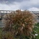 Мискантус китайский 'Yakushima Dwarf'. Контейнер 3 л - изображение 7