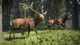Дополнение theHunter: Call of the Wild - Layton Lake Cosmetic Pack для ПК (Ключ активации Steam) - изображение 5