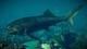 Дополнение Jurassic World Evolution 2: Prehistoric Marine Species Pack для ПК (Ключ активации Steam) - изображение 2