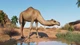 Дополнение Planet Zoo: набор животных «Сухой климат» для ПК (Ключ активации Steam) - изображение 2