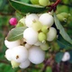 Саджанці Снігоягідник White Hedge Florium (520061) - зображення 1