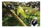 Висоторіз Ryobi RPP755E ланцюговий, 750Вт - зображення 3