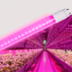 LED FITO лампа VIDEX T8F 9W 0.6M VL-T8F-0906B - зображення 4