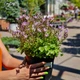 Колокольчик Пожарского 'Lisduggan variety'. Контейнер 2 л - изображение 4