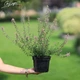 Дубровник светлый. Контейнер 2 л - изображение 6