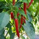 Семена Перец Стрючок Традиция 0.3 г - изображение 2