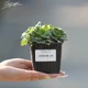 Ломикамінь тіньовий 'Variegata'. Контейнер 0,5 л - зображення 3