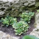 Ломикамінь тіньовий 'Variegata'. Контейнер 0,5 л - зображення 6