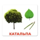 Ламіновані картки Домана "Дерева" українською - изображение 5