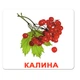 Ламіновані картки Домана "Ягоди" українською - изображение 6